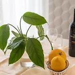 Palma Vendégház Mlini